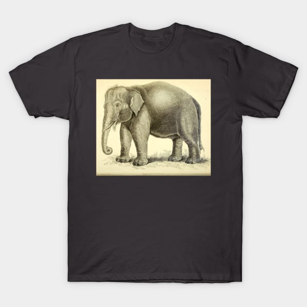 Elephant T-Shirt by Amanda1775